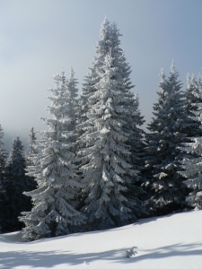 Názov súboru=Chab03.JPG
Veľkosť súboru=596KB
Veľkosť=648x864
Dátum pridania=27. Január 2011 Chab03.JPG