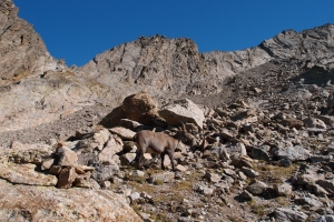 Názov súboru=Cime_de_Gelas10.JPG
Veľkosť súboru=1532KB
Veľkosť=1296x864
Dátum pridania=08. Október 2017 Cime_de_Gelas10.JPG