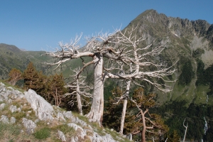 Názov súboru=IbonsdAlba_09.JPG
Veľkosť súboru=1341KB
Veľkosť=1296x864
Dátum pridania=23. Júl 2012 IbonsdAlba_09.JPG