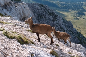Názov súboru=Montasio_08.JPG
Veľkosť súboru=1424KB
Veľkosť=1296x864
Dátum pridania=09. September 2016 Montasio_08.JPG