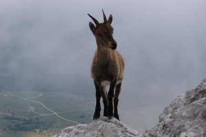Názov súboru=Montasio_28.JPG
Veľkosť súboru=789KB
Veľkosť=1296x864
Dátum pridania=09. September 2016 Montasio_28.JPG