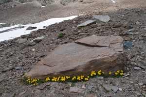 Názov súboru=X_Alpska_kvetena_40.JPG
Veľkosť súboru=3146KB
Veľkosť=3648x2432
Dátum pridania=22. Júl 2015 X_Alpska_kvetena_40.JPG