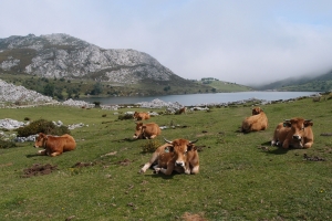 Názov súboru=E_Covadonga05.JPG
Veľkosť súboru=1282KB
Veľkosť=1296x864
Dátum pridania=09. Január 2021 E_Covadonga05.JPG